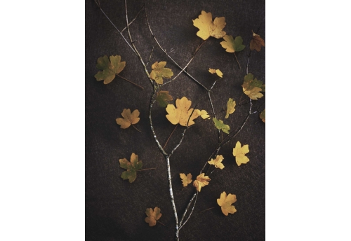 Flore, Feuilles jaunes