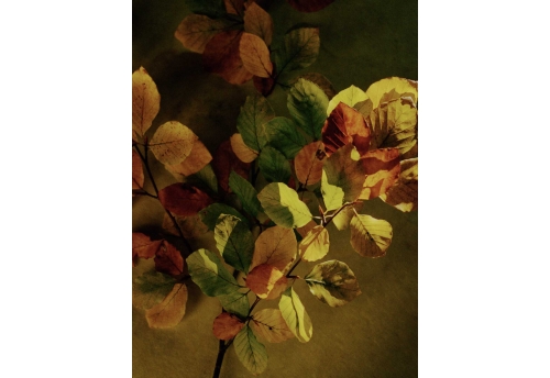 Flore, Végétal d'automne