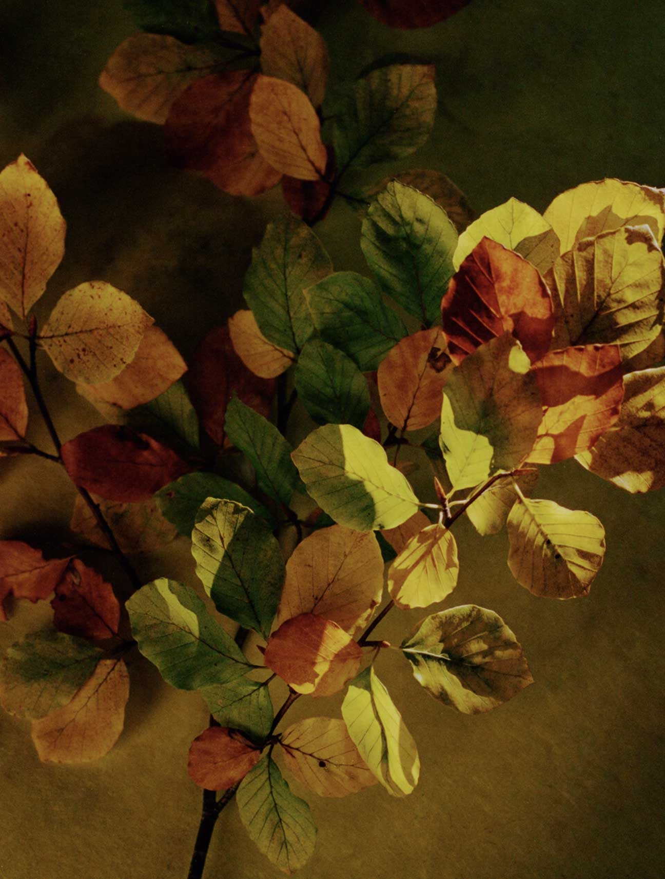 Flore, Végétal d'automne