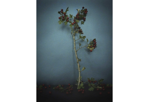 Flore, Baies rouges