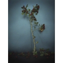 Flore, Baies rouges