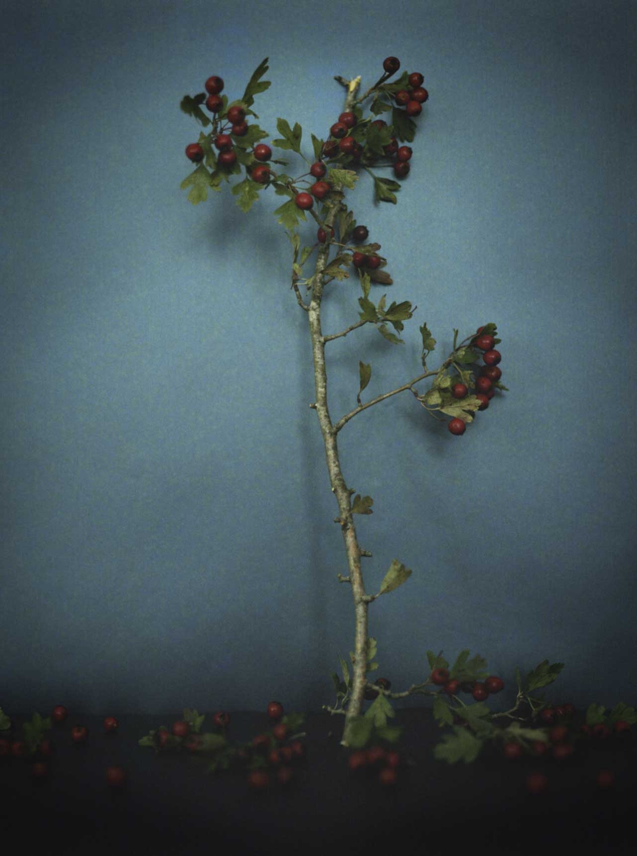Flore, Baies rouges