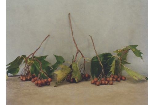 Flore, Alisier