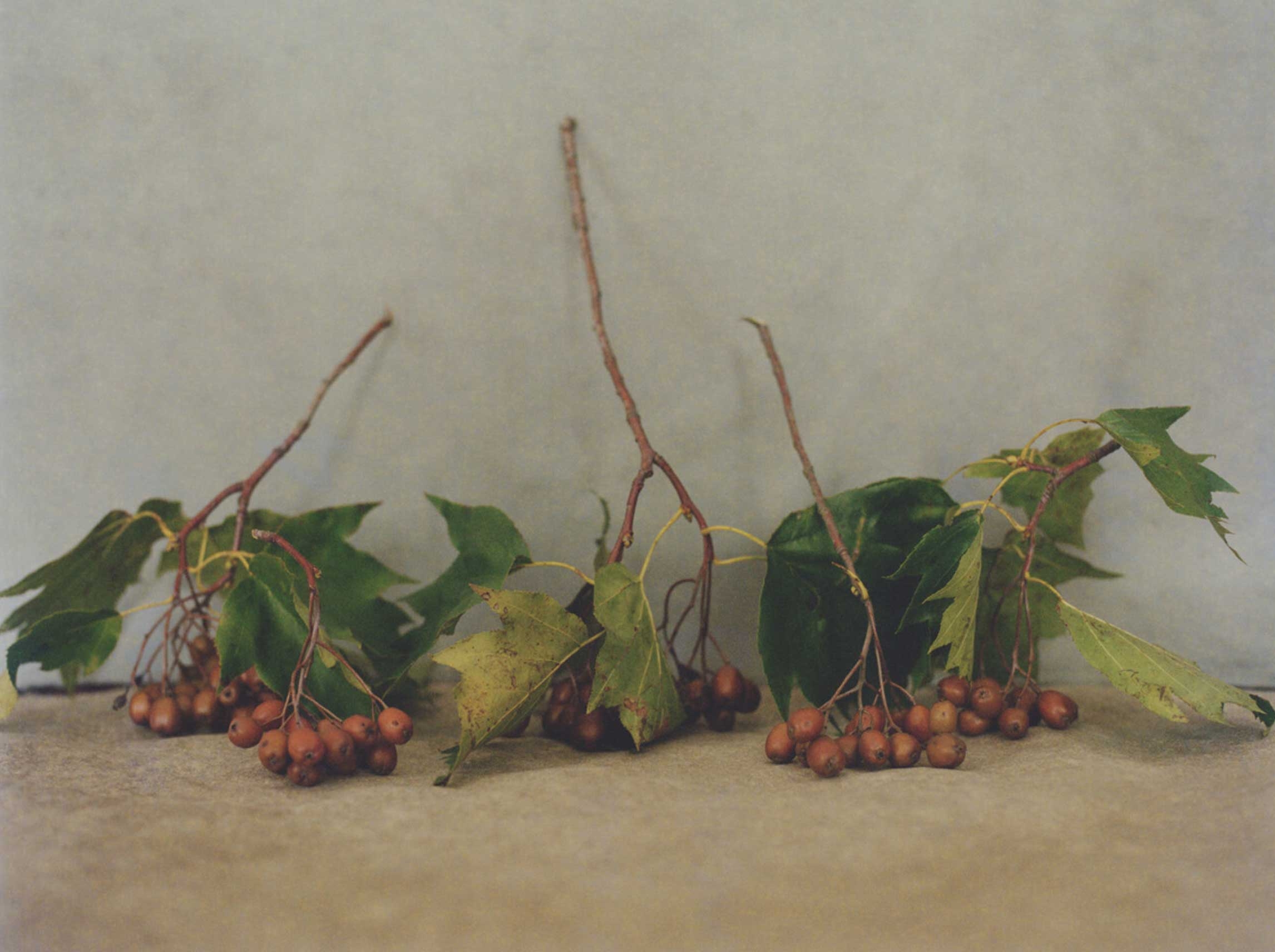 Flore, Alisier