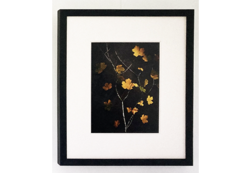 Flore, Feuilles jaunes