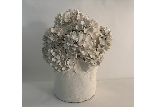 Hortensias de printemps