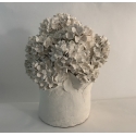 Hortensias de printemps