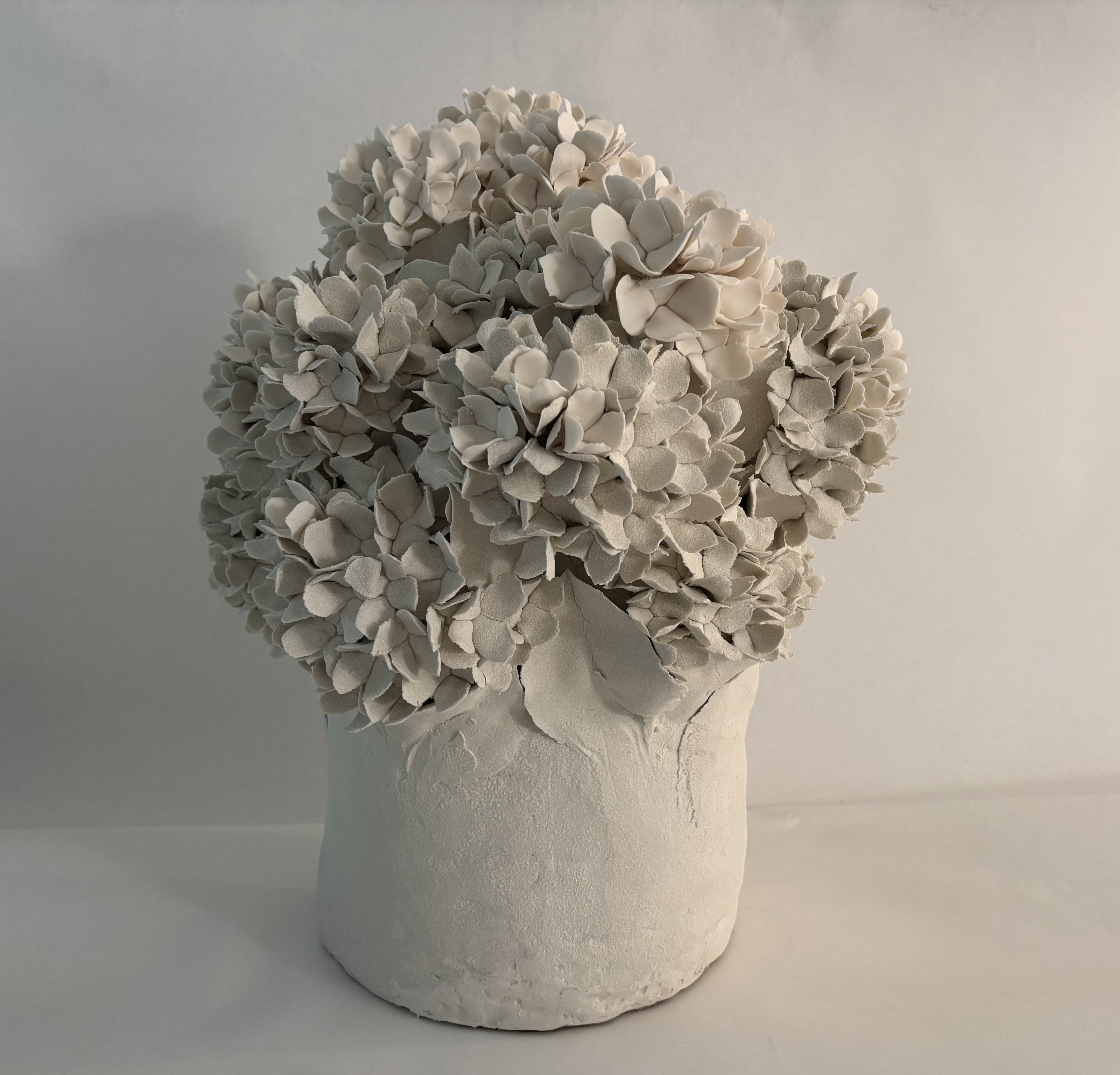 Hortensias de printemps