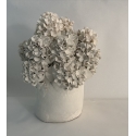 Hortensias de printemps