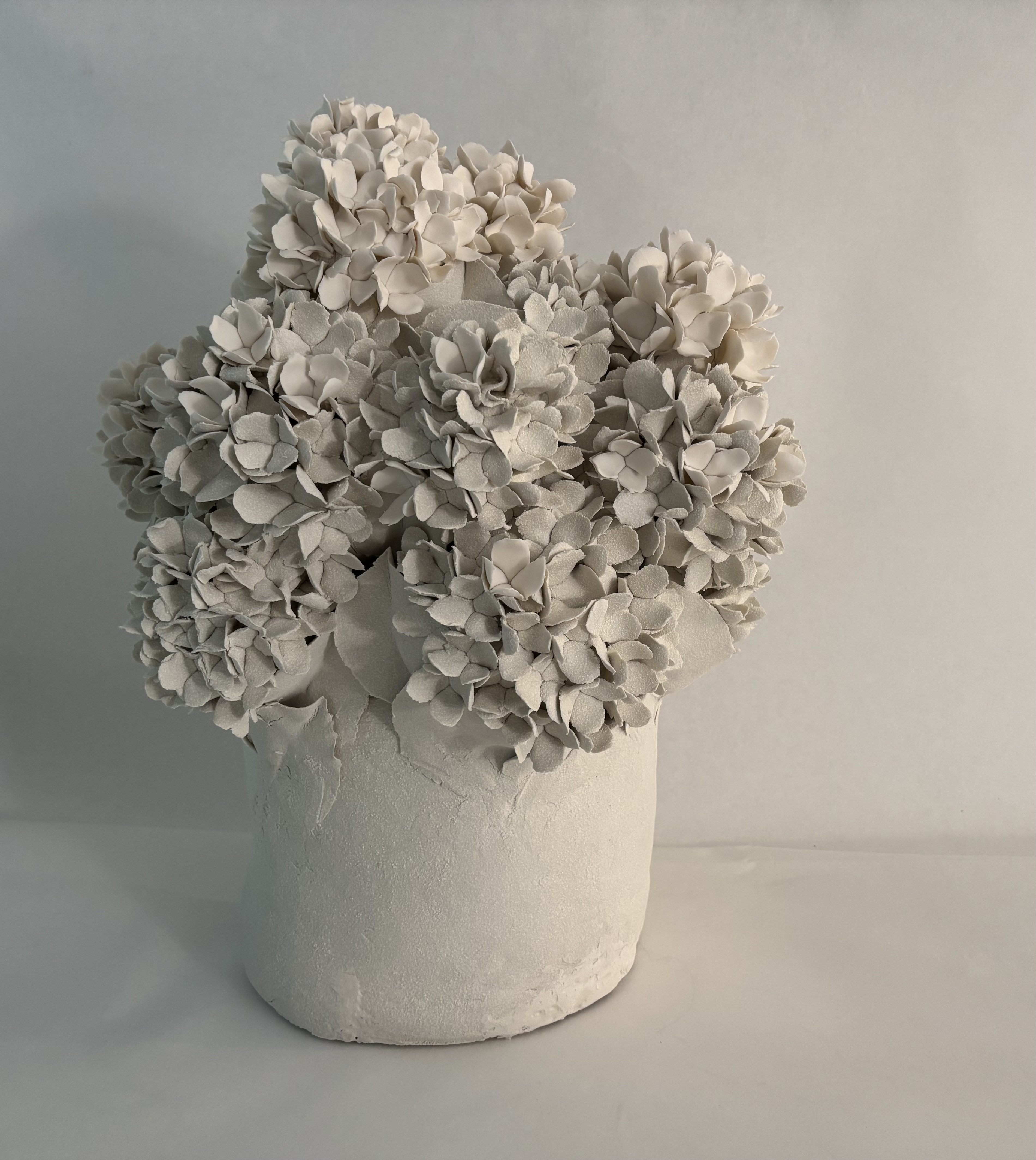 Hortensias de printemps