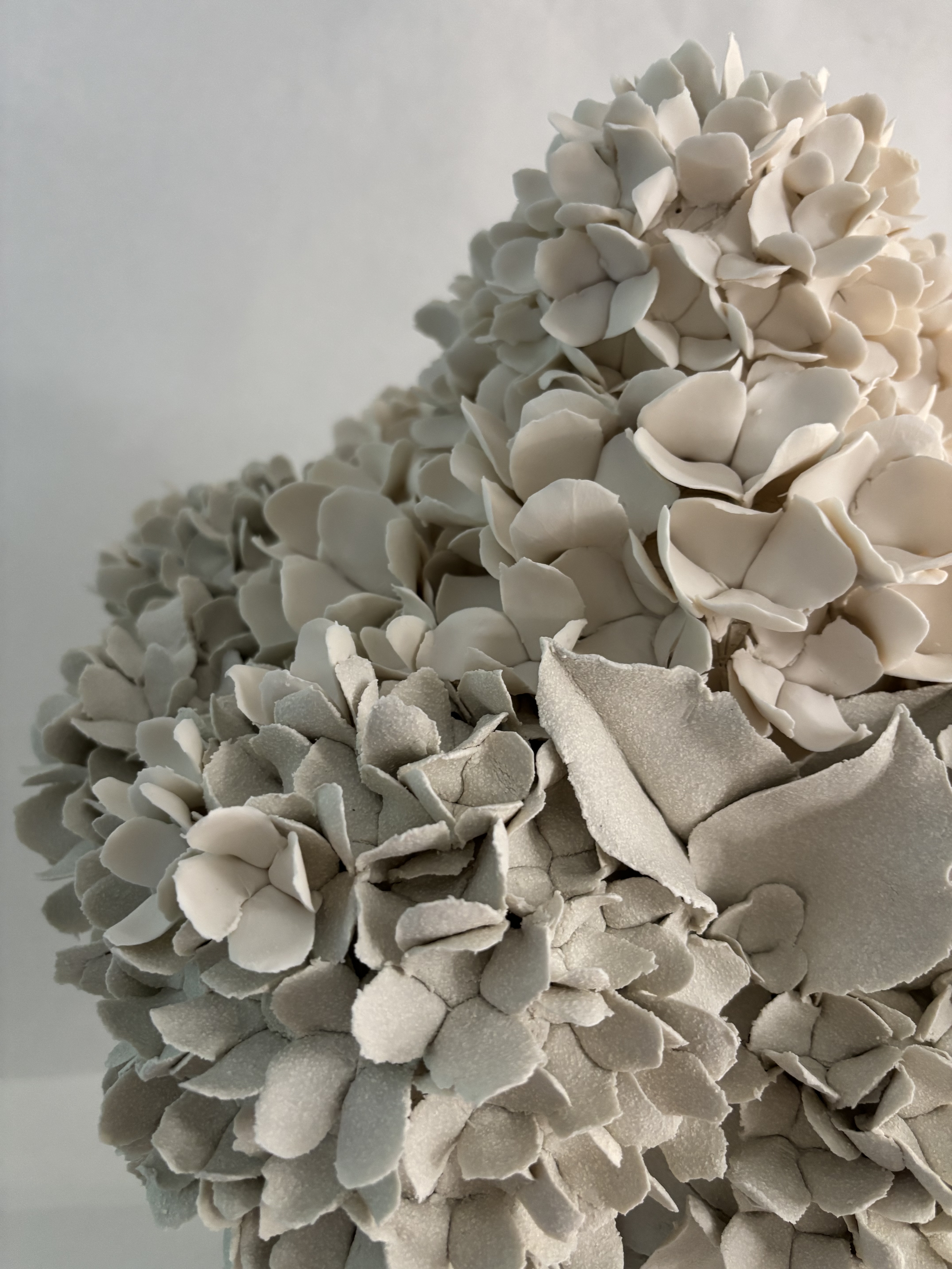 Hortensias de printemps