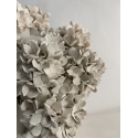 Hortensias de printemps