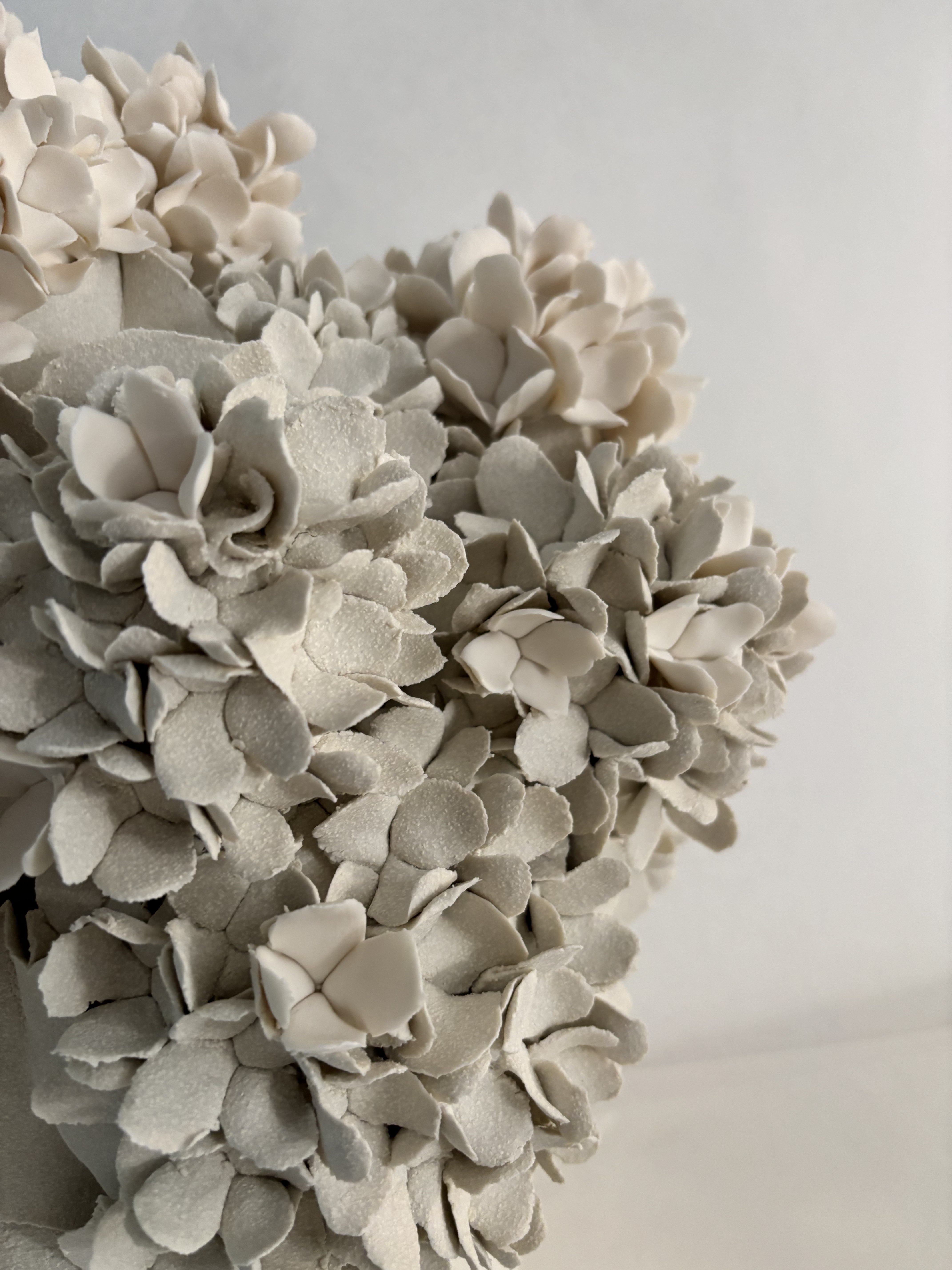 Hortensias de printemps