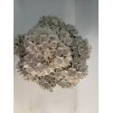 Hortensias de printemps