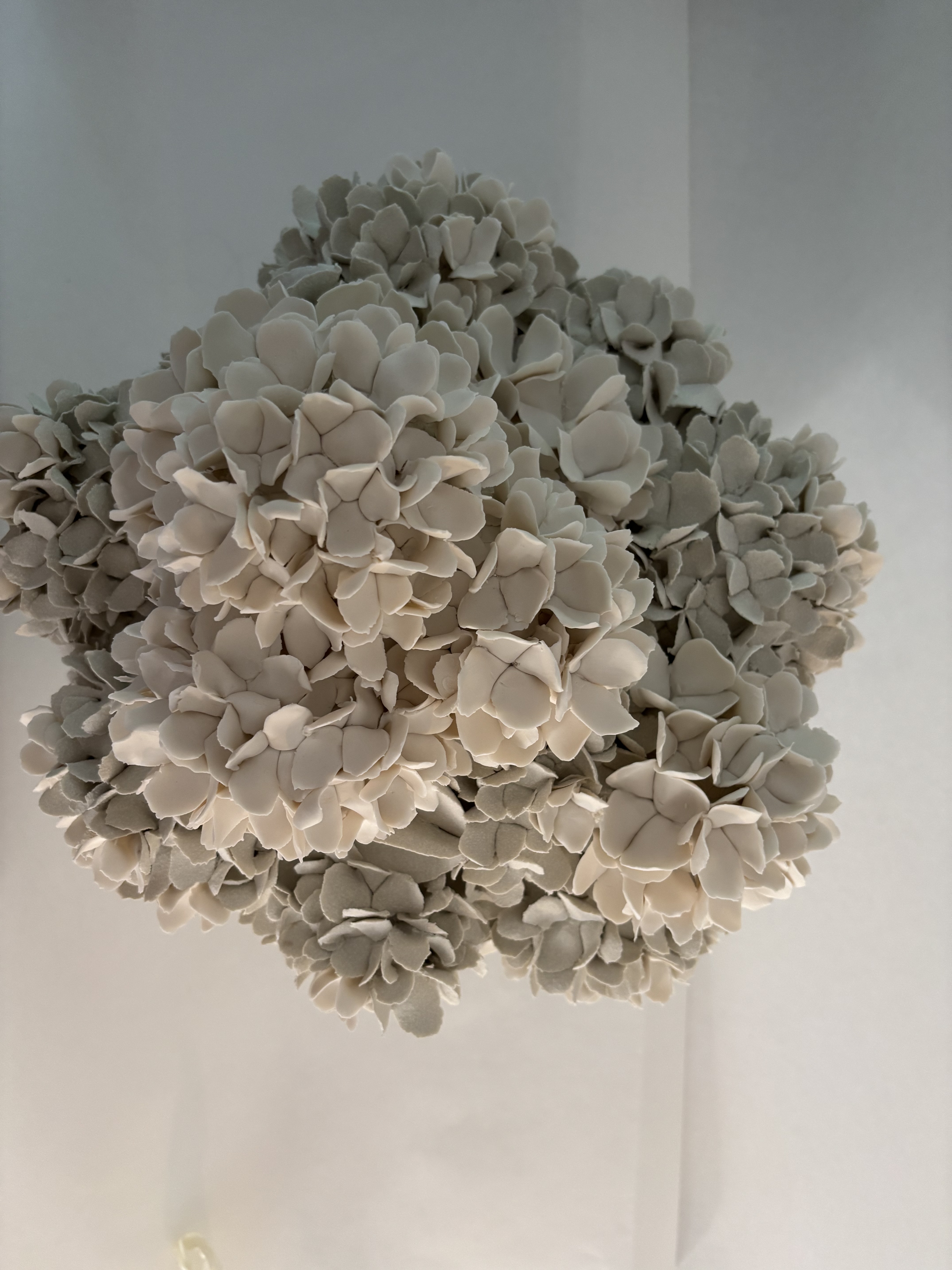 Hortensias de printemps