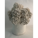 Hortensias de printemps