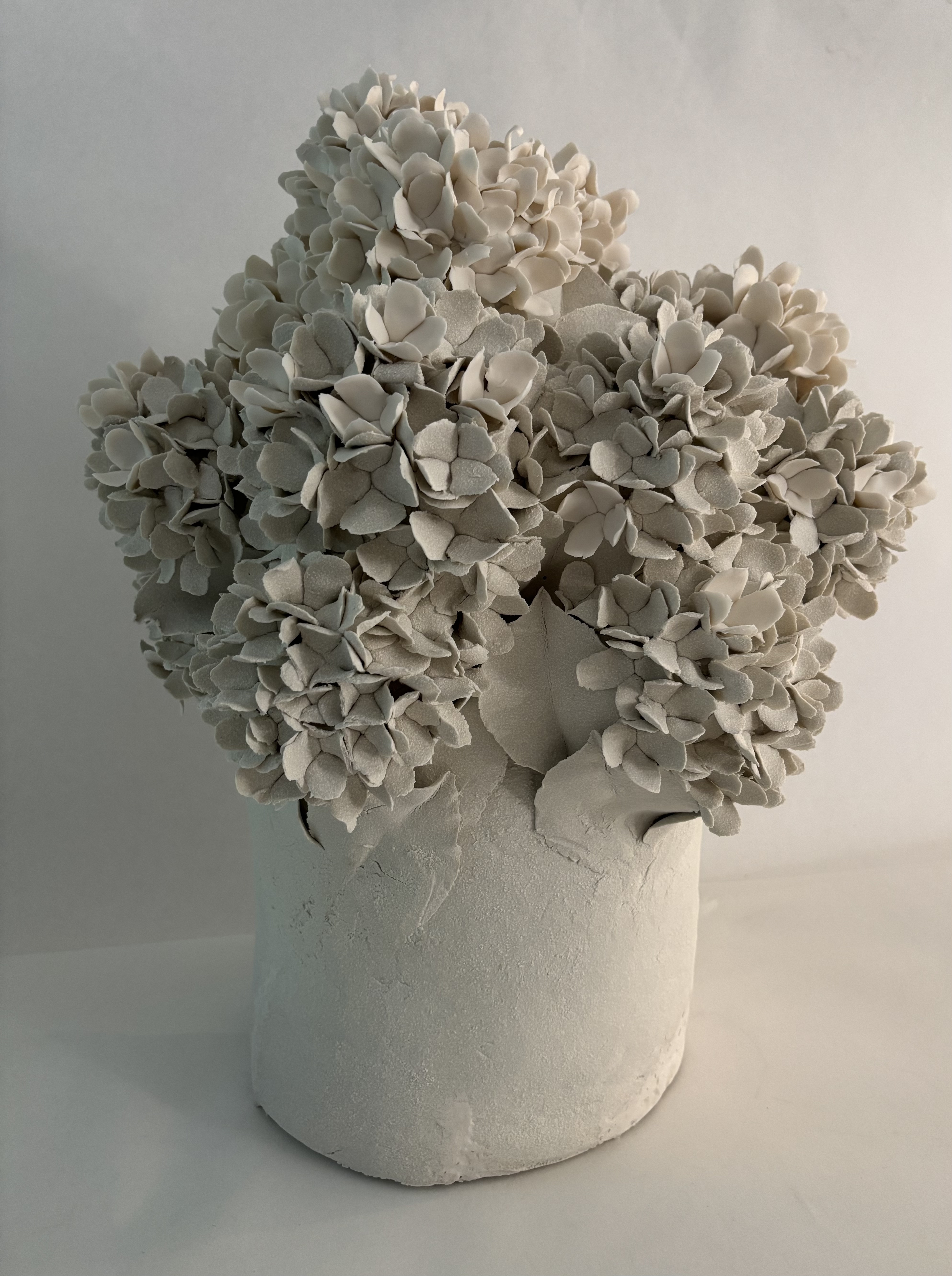 Hortensias de printemps