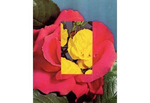Neon Roses