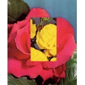 Neon Roses