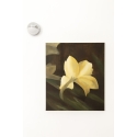 White Iris, a flower of hope