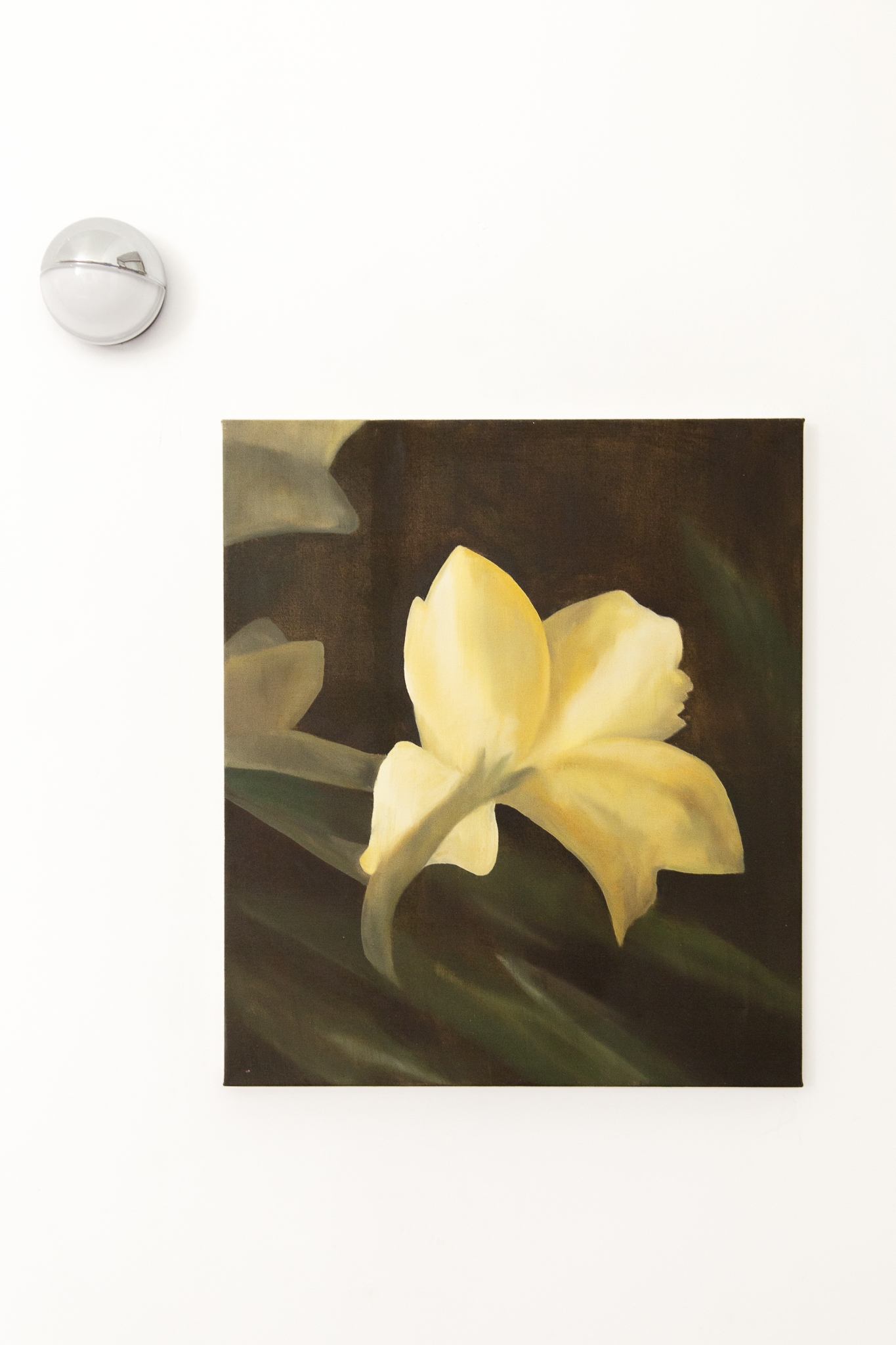 White Iris, a flower of hope
