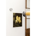 White Iris, a flower of hope