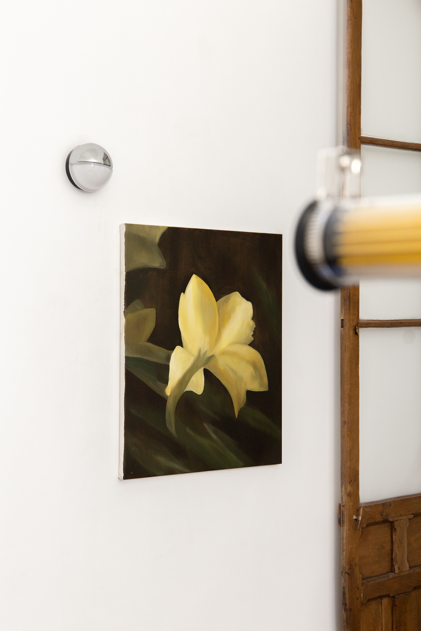 White Iris, a flower of hope
