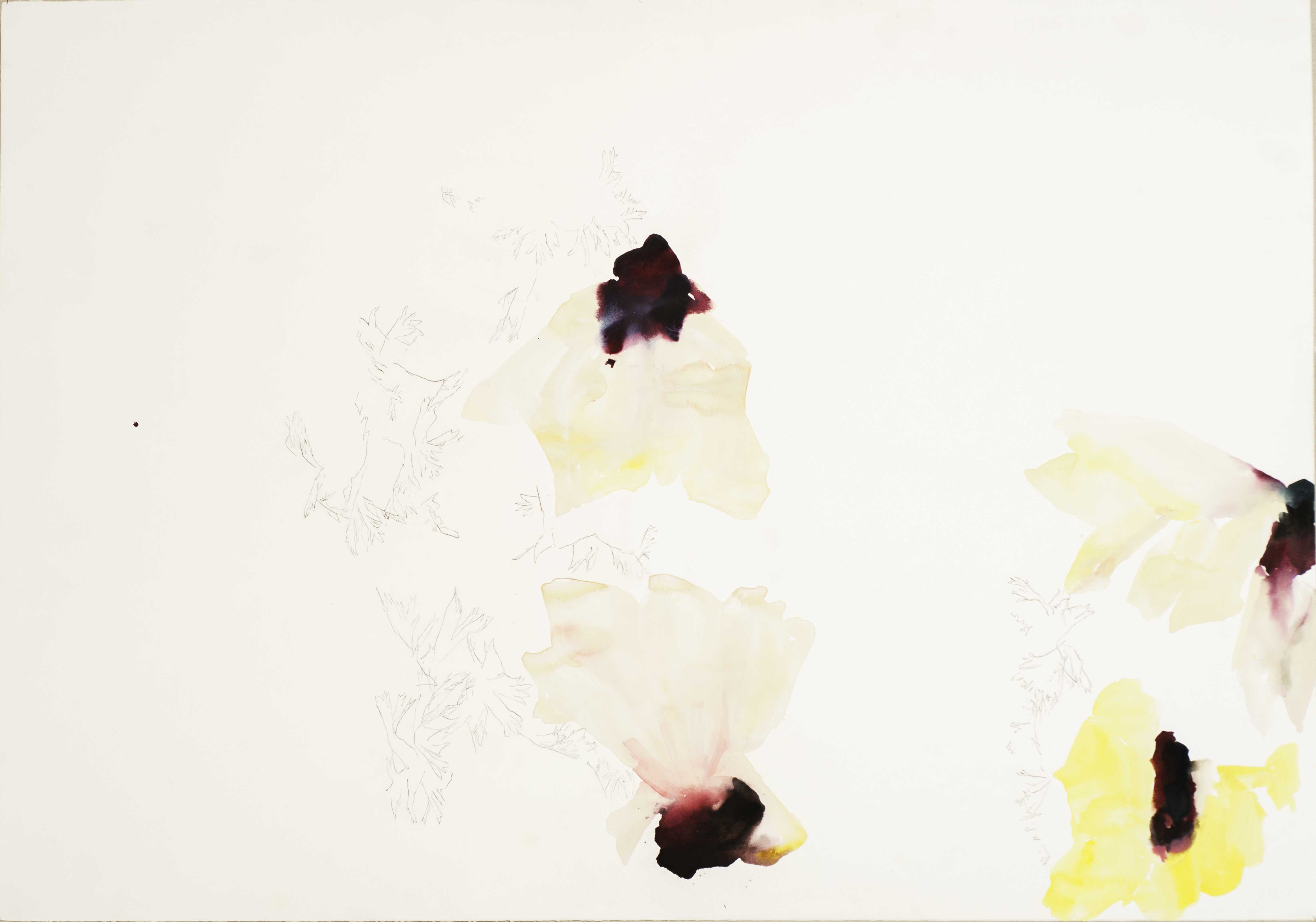 Anémones jours après jours 2