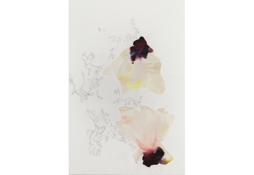 Anémones jours après jours 2