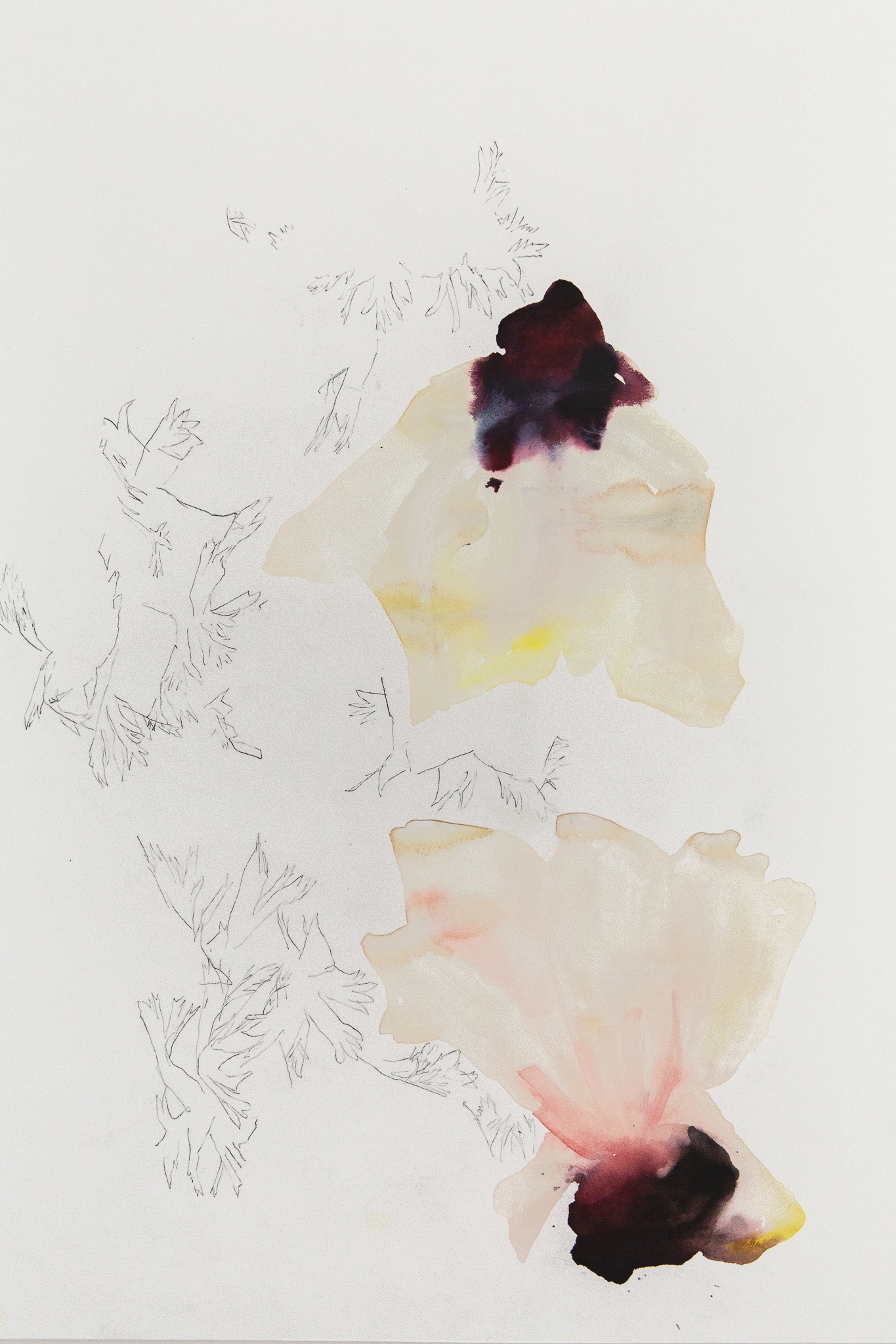 Anémones jours après jours 2