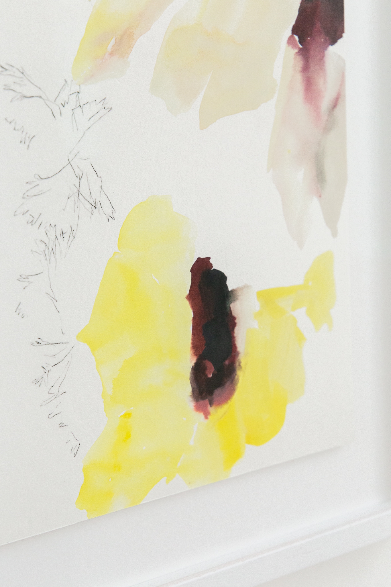 Anémones jours après jours 2