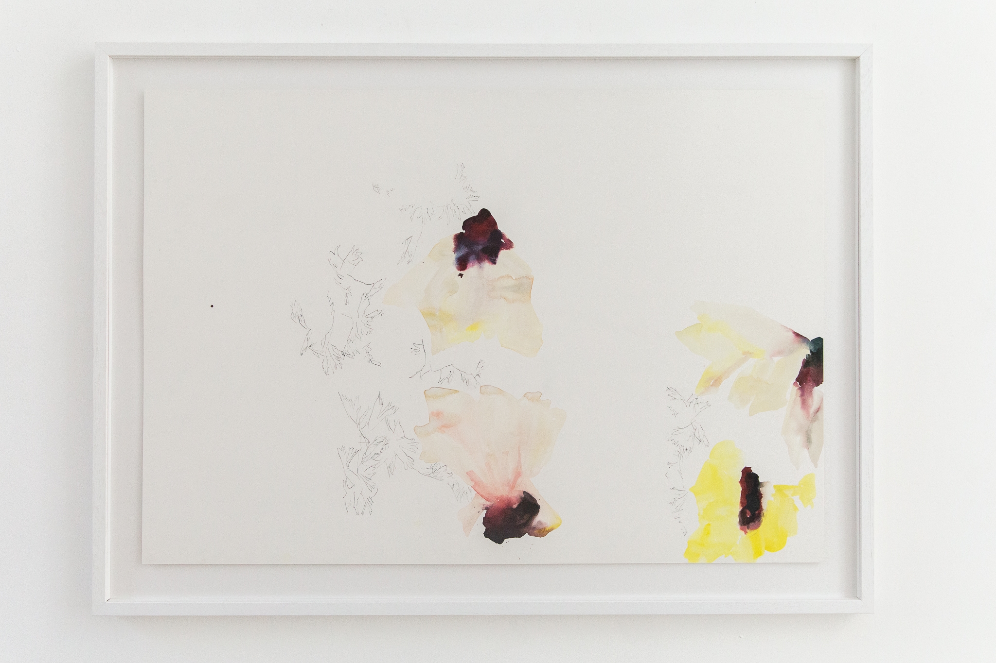 Anémones jours après jours 2