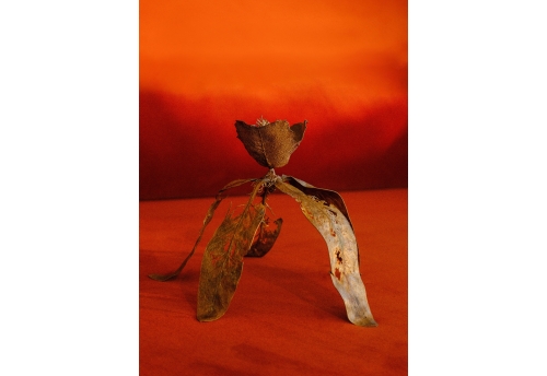 I live to overturn the imbalance