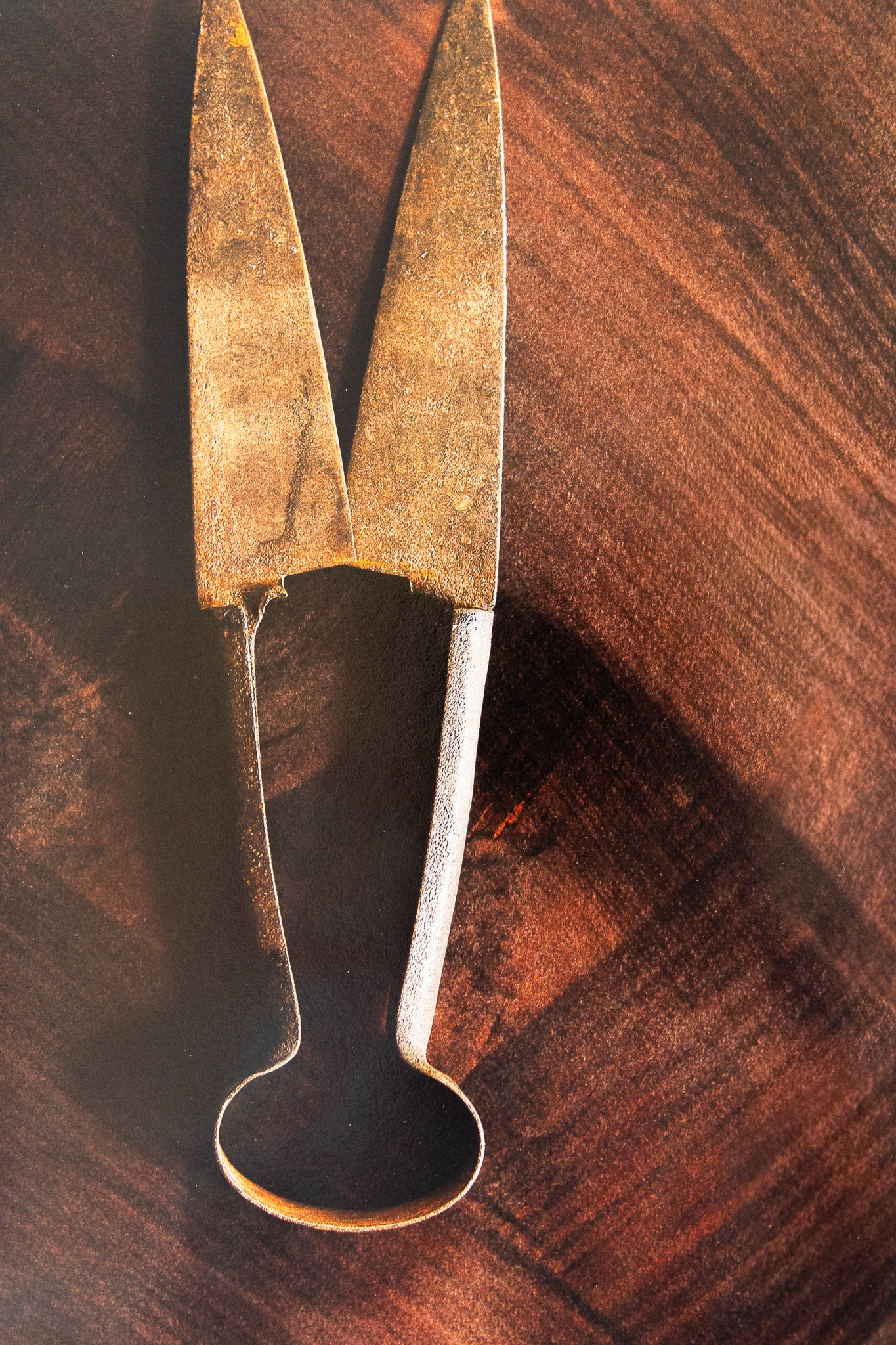 Des ciseaux à laine