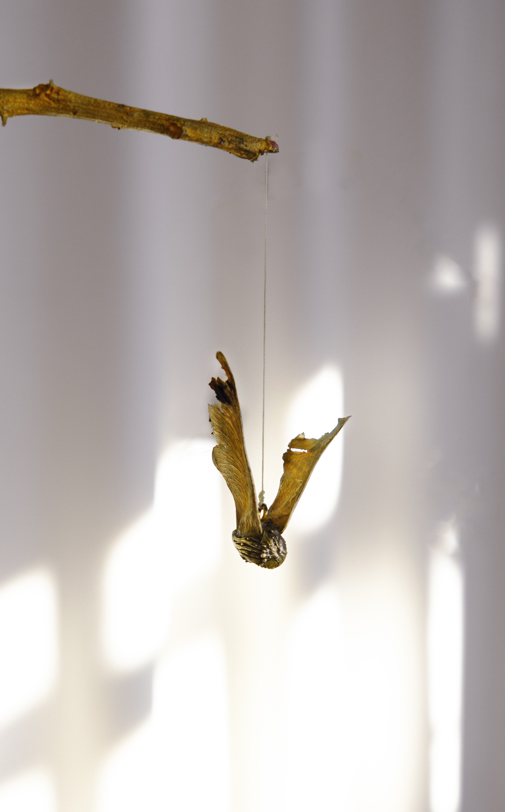 The claw that reaches for flight