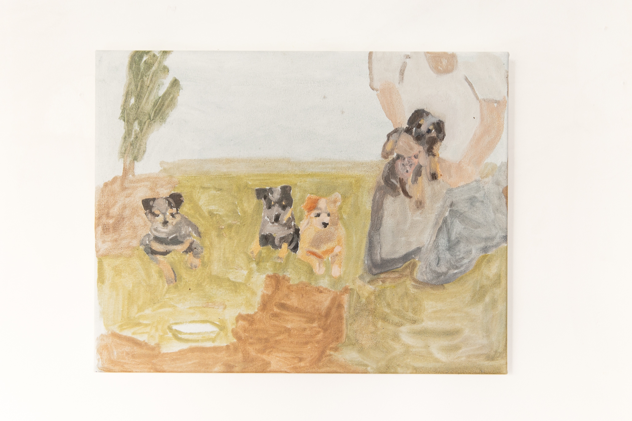 Baby blue heelers (Casey's litter)'