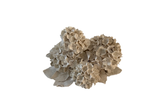 Hortensias d'hiver 1