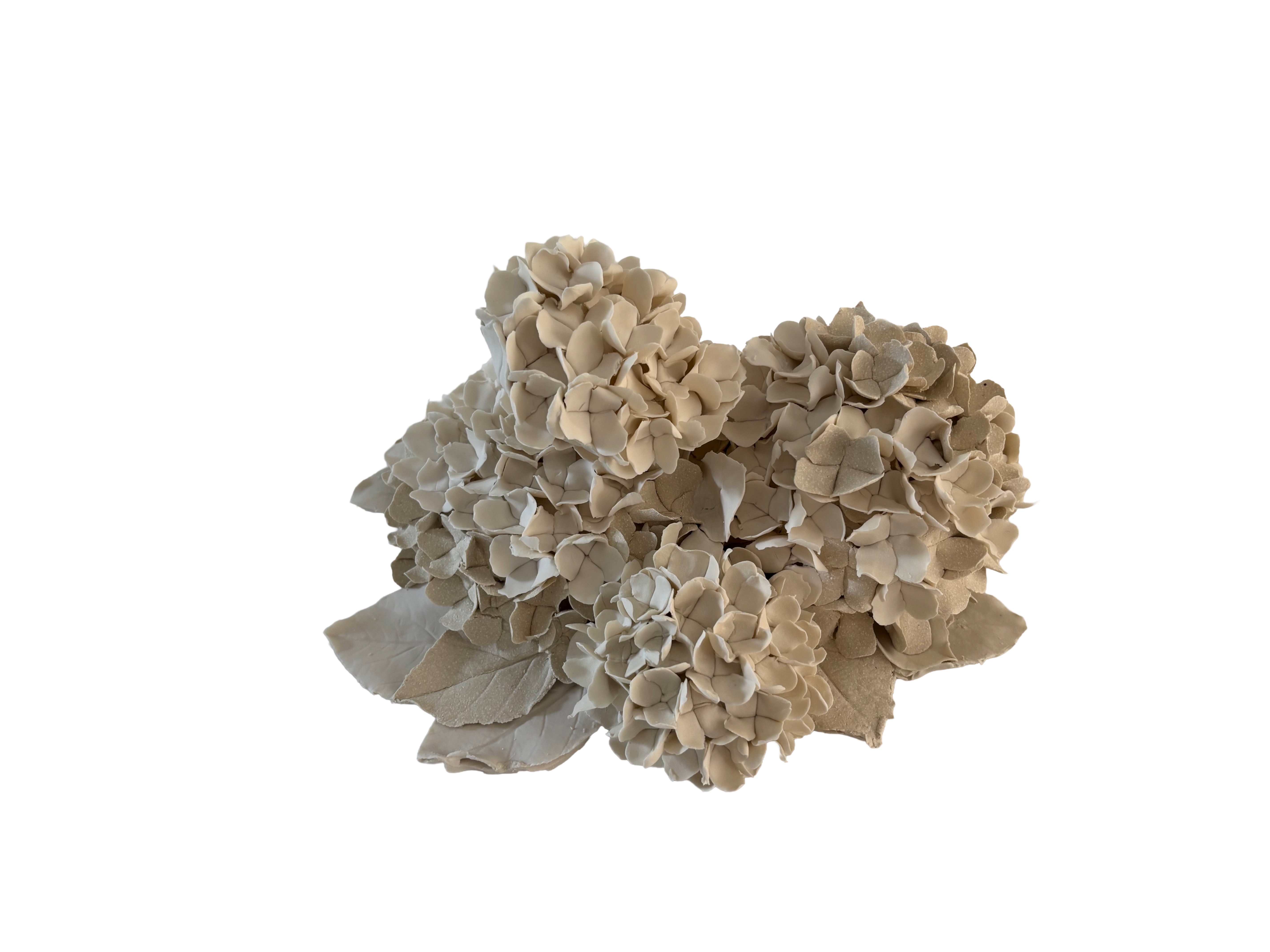 Hortensias d'hiver 1