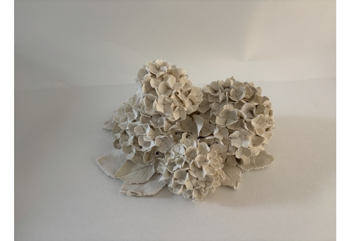 Hortensias d'hiver 1