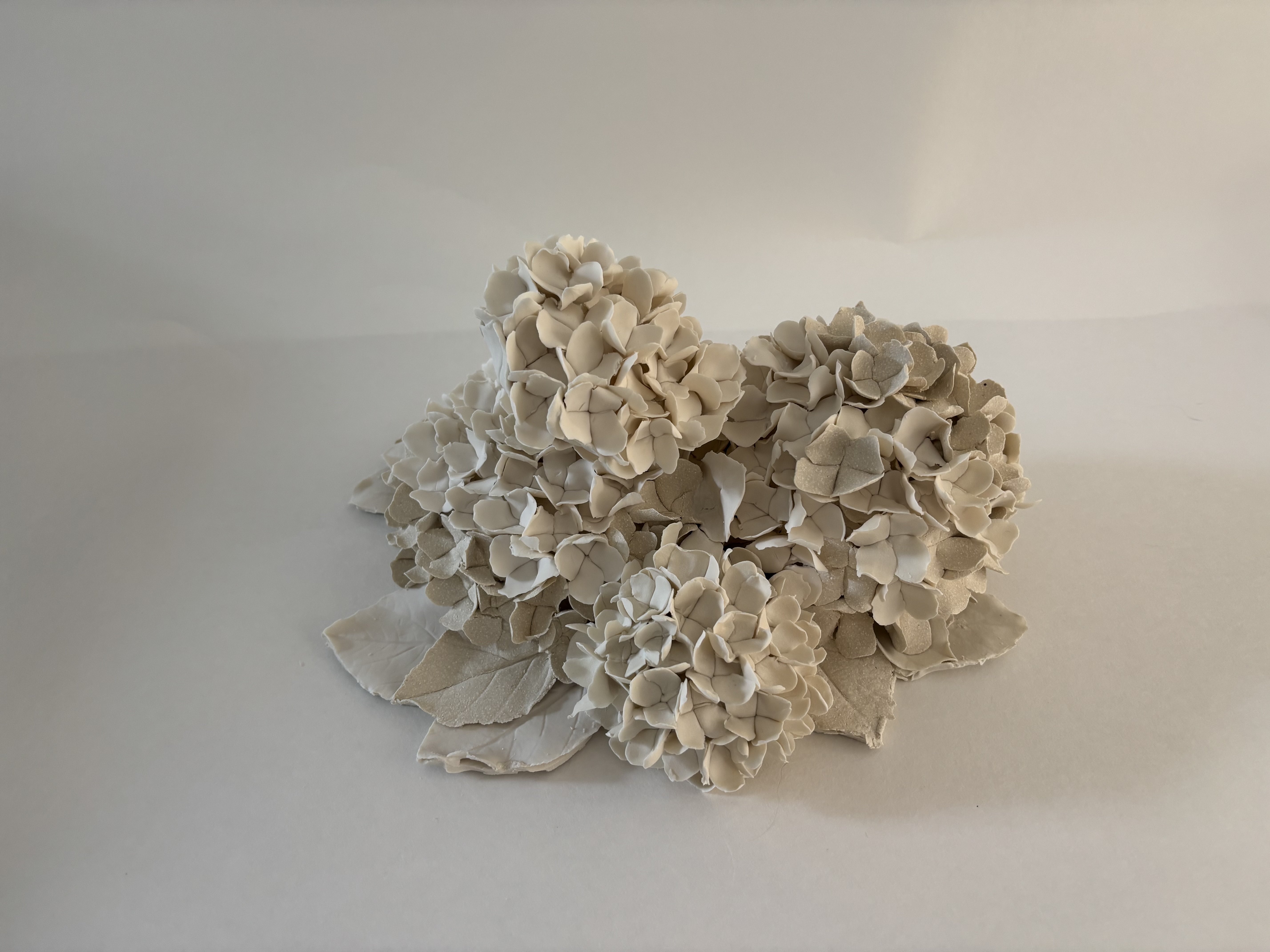 Hortensias d'hiver 1