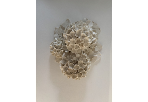 Hortensias d'hiver 1