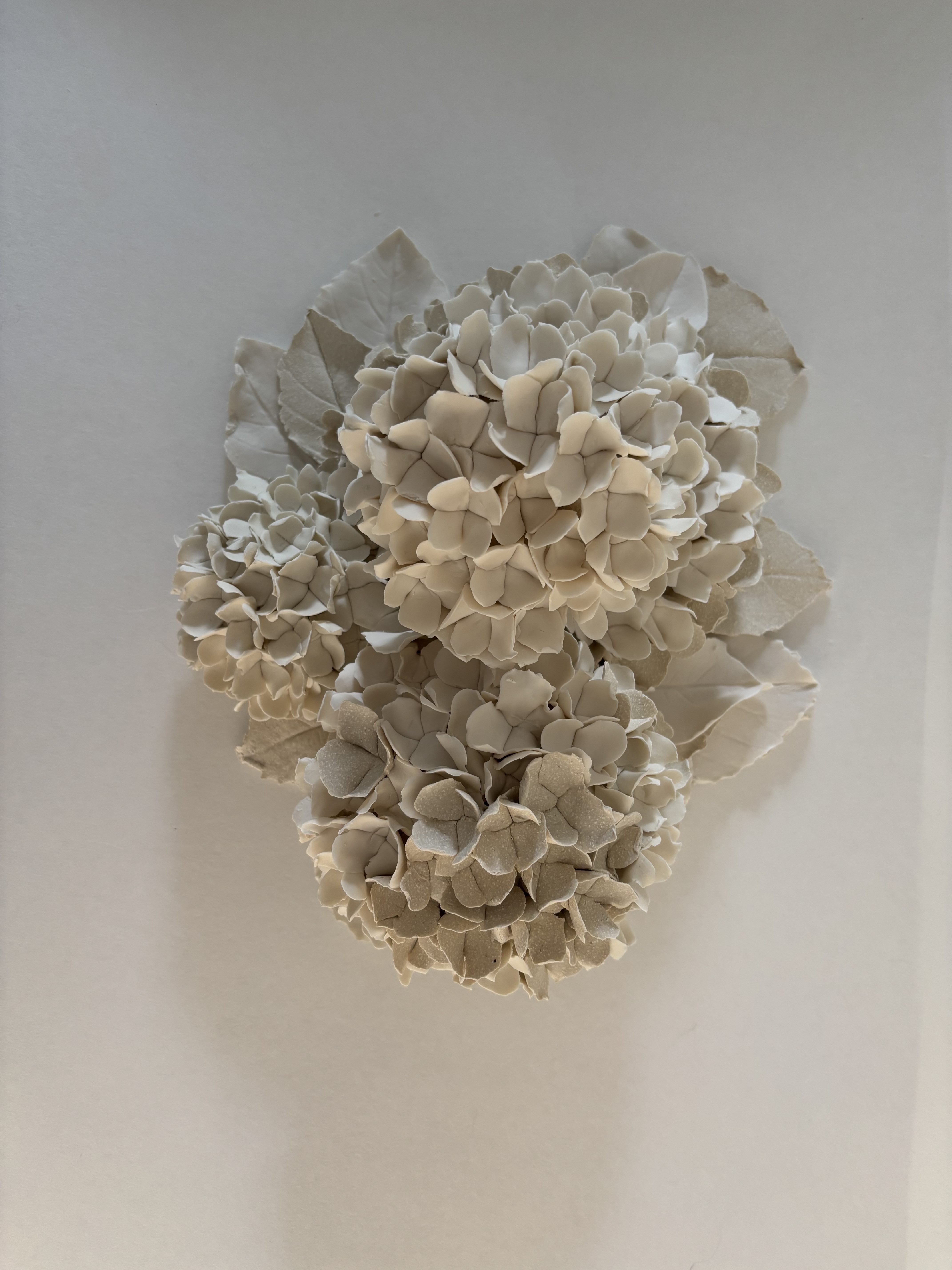 Hortensias d'hiver 1