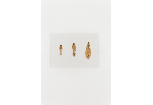 The wings grow back 01