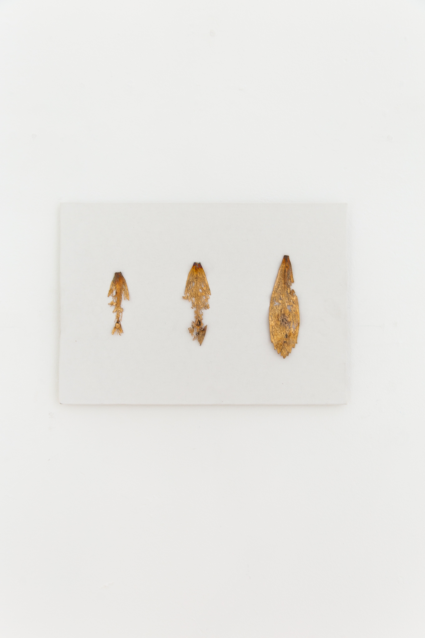 The wings grow back 01