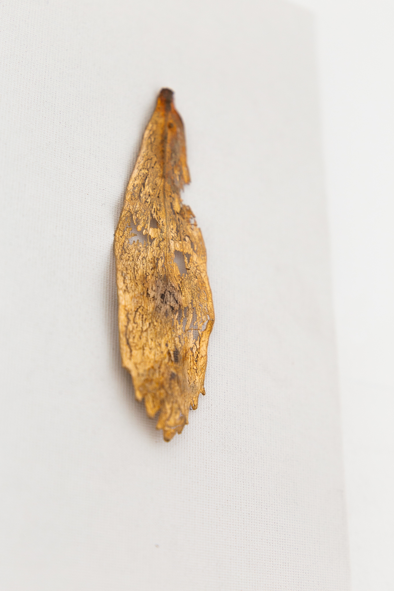 The wings grow back 01