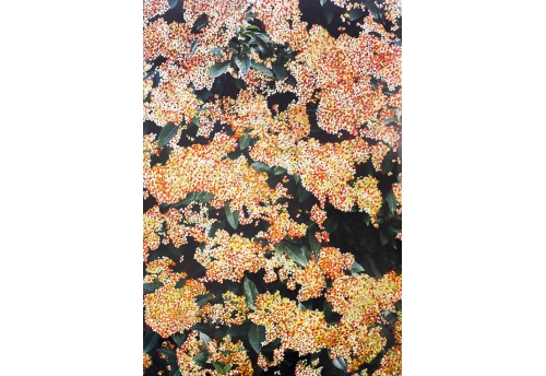 Buisson Printemps