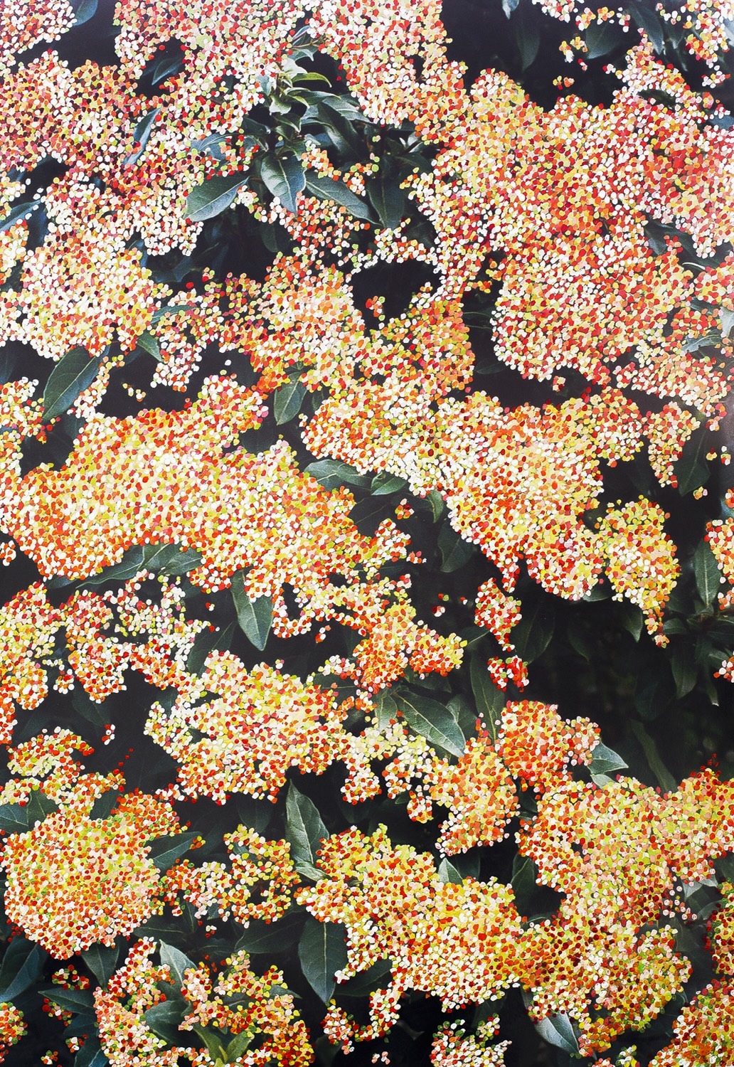 Buisson Printemps