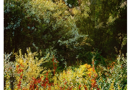 Forêt Automne Jaune III