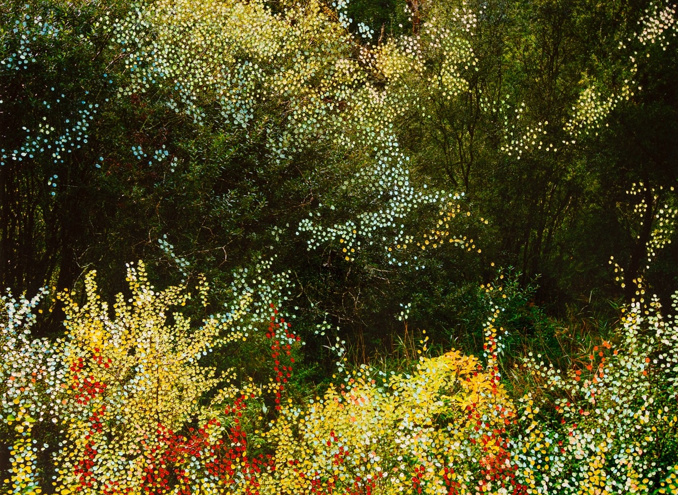 Forêt Automne Jaune III
