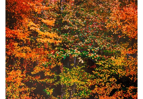 Forêt d'Automne Orange IV